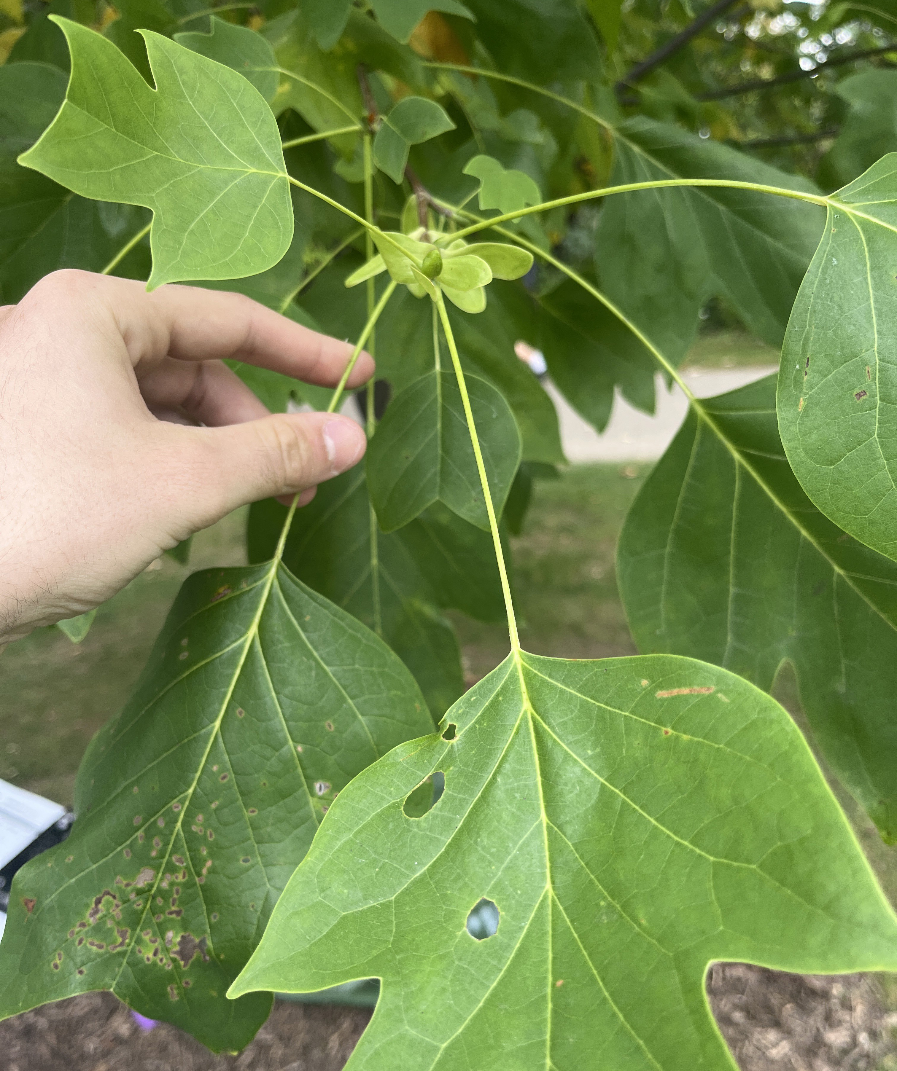 Tulip tree